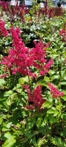 Astilbe 'VersRed'