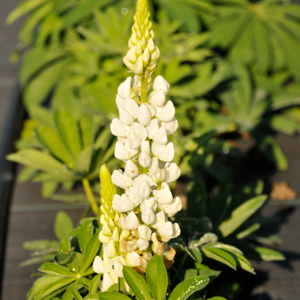 Lupinus polyphyllus 'Lupini White Shades'