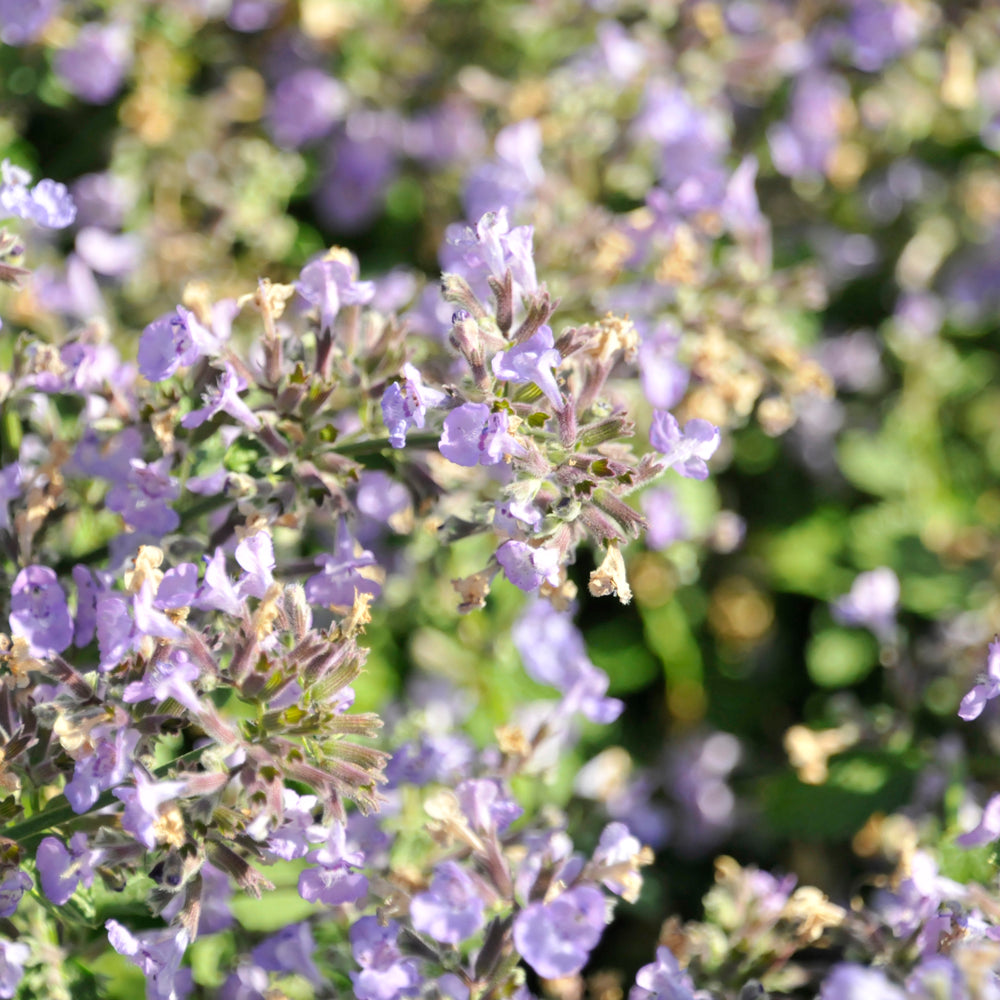 Sylvester Blue™ Catmint