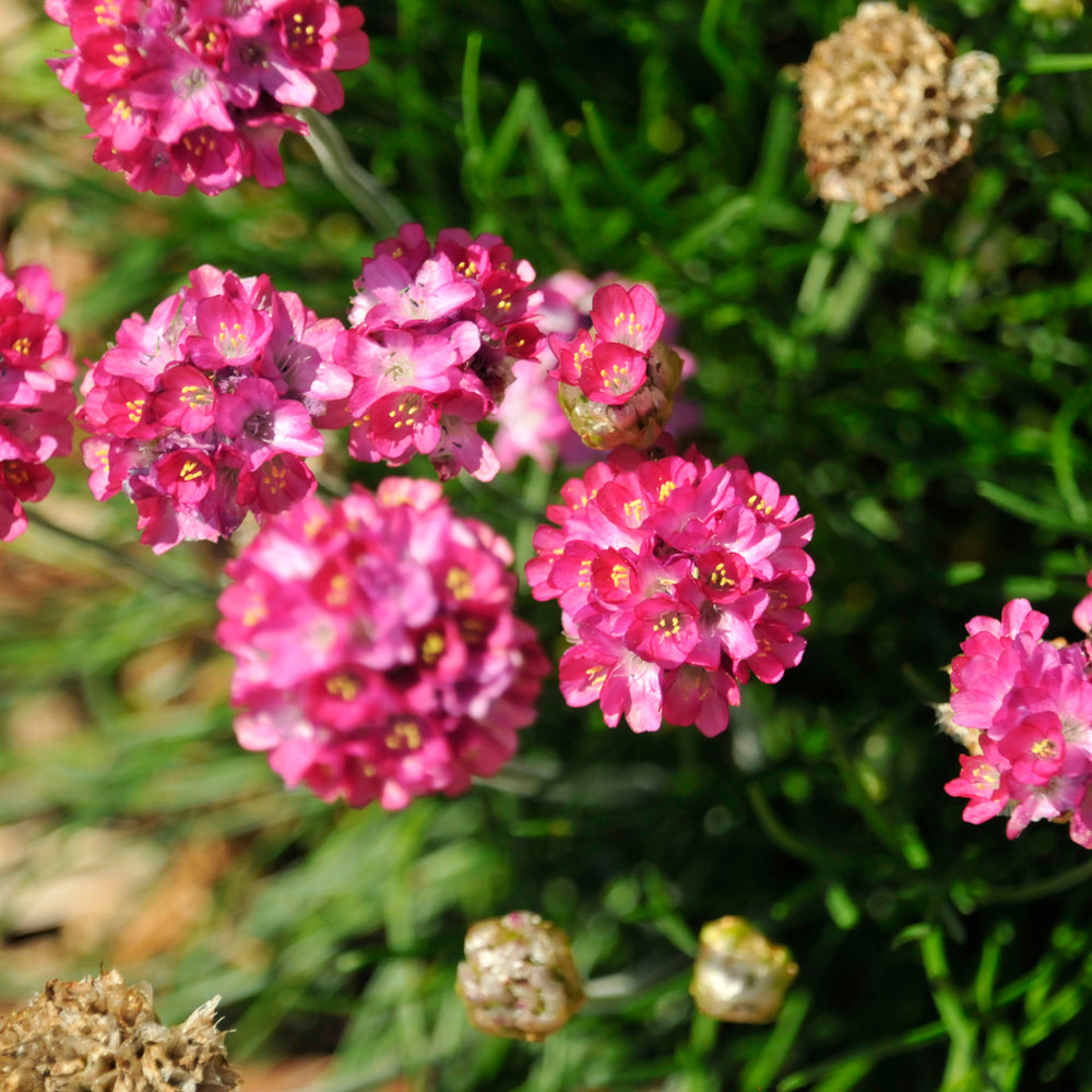 Armeria maritima 'Morning Star Deep Rose'