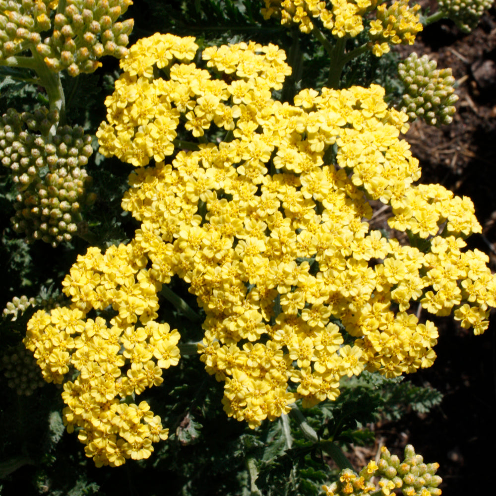 Achillea 'Firefly Sunshine'