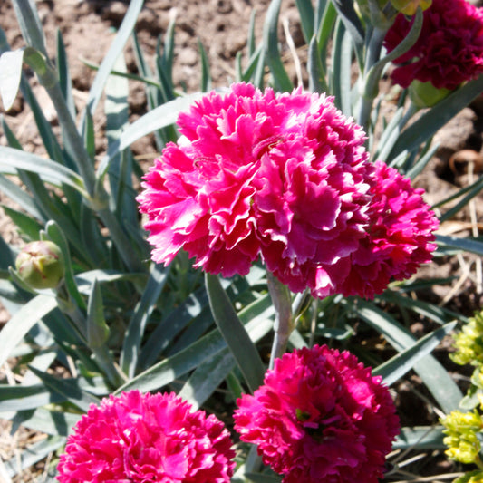 Dianthus 'Funky Fuchsia'