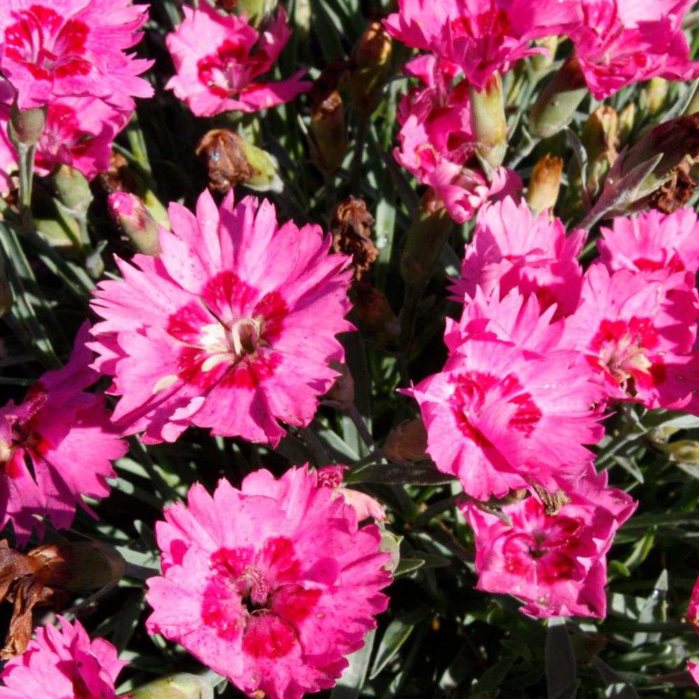 Dianthus 'Paint The Town Fancy'