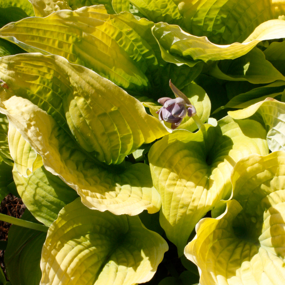 Hosta 'Coast to Coast'