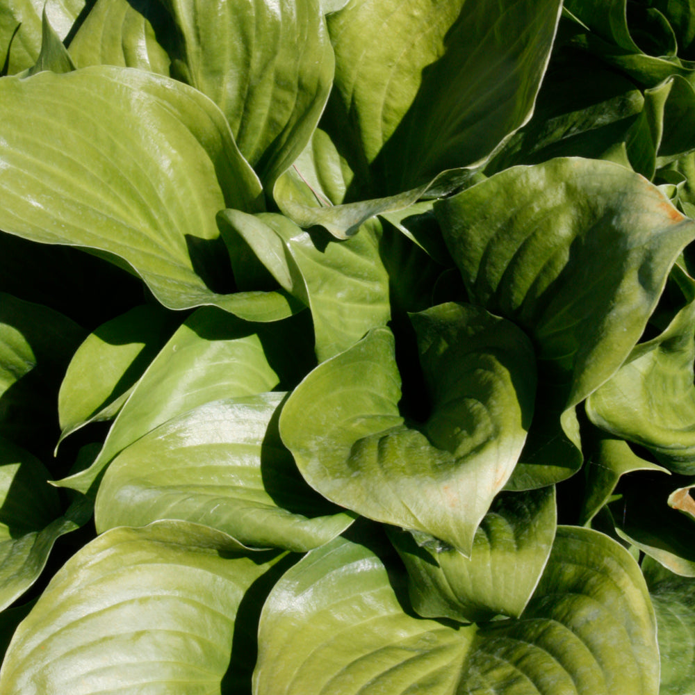 Hosta 'Royal Crest'