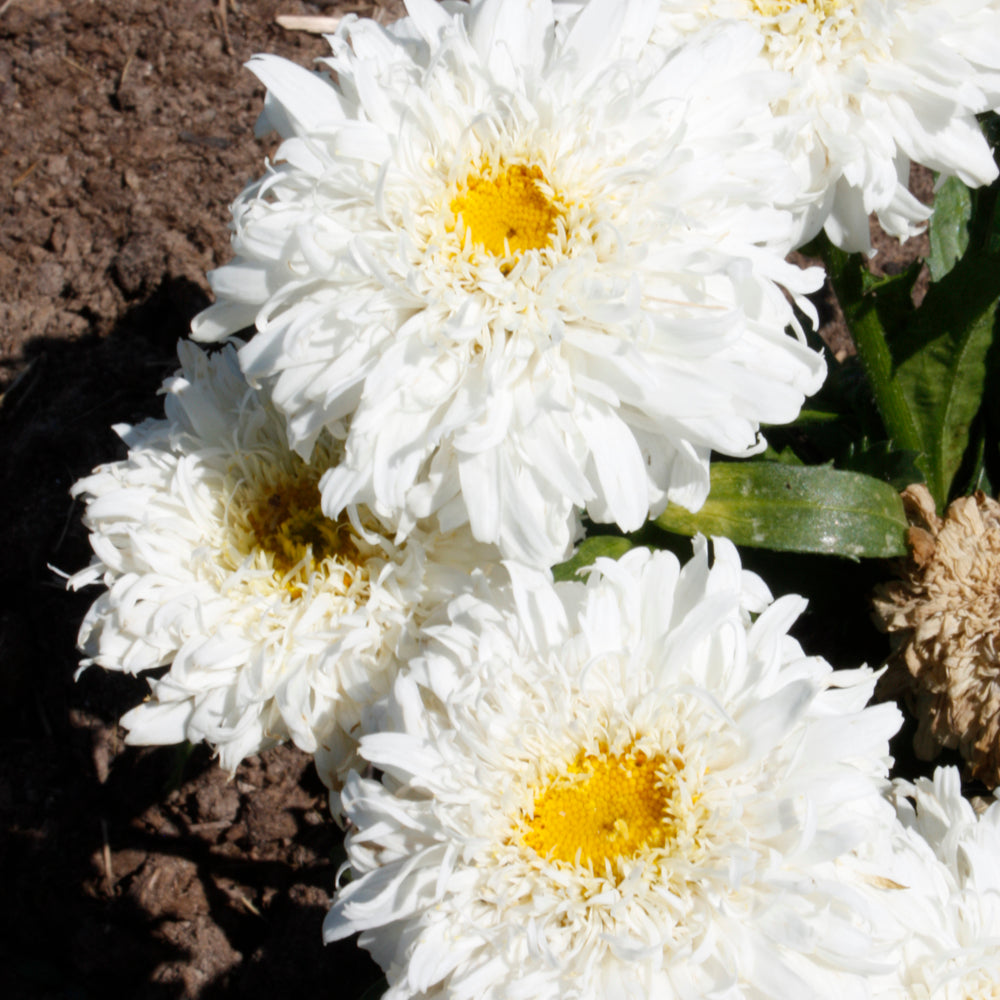 Amazing Daisies® Marshmallow Shasta Daisy
