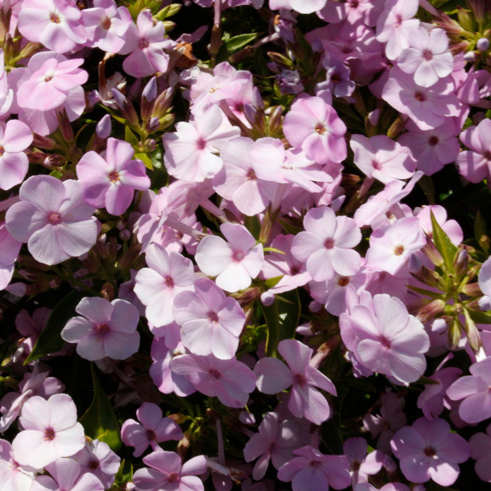 Phlox 'Opening Act Blush'