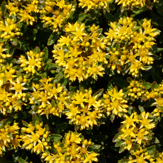 Sedum 'Bright Idea'