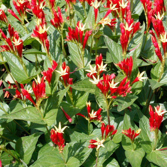Spigelia marilandica 'Little Redhead'