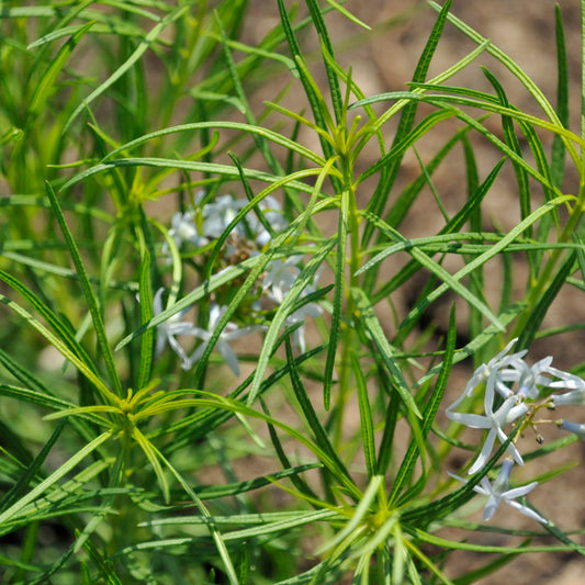 Amsonia 'String Theory'