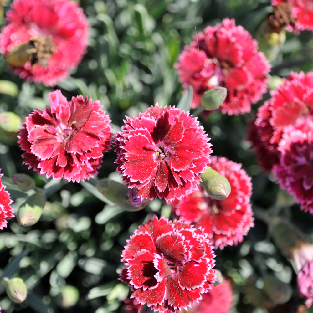 Dianthus 'Black Cherry Frost'