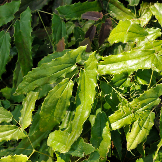 Epimedium wushanense 'Sandy Claws'