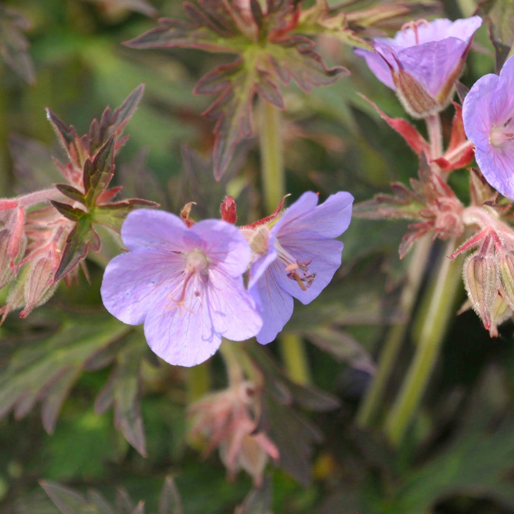 Geranium pratense 'Boom Chocolatta'