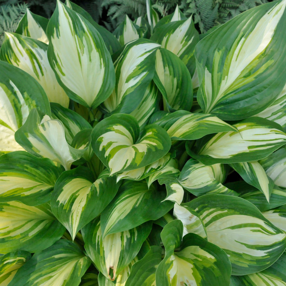 Shadowland® Miss America Hosta