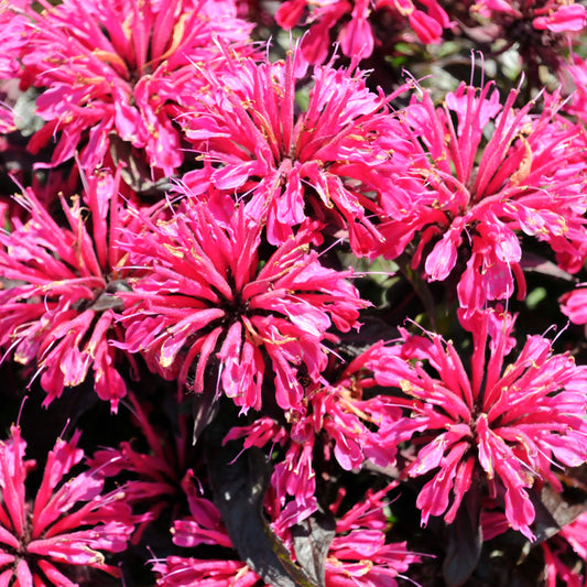 Monarda 'Berry Taffy'