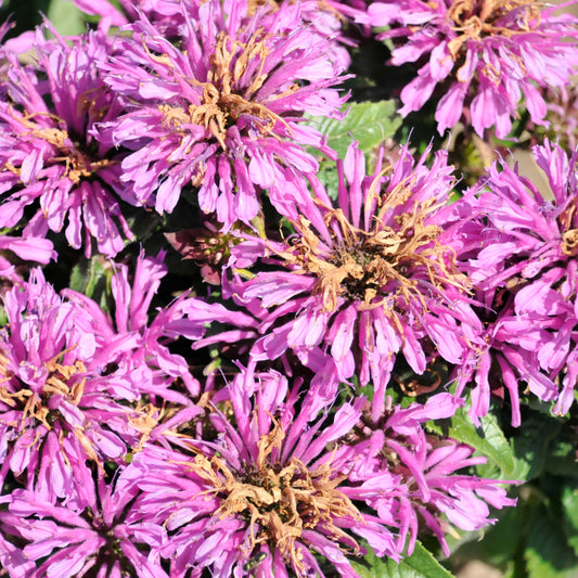 Monarda didyma 'Pardon My Lavender II'