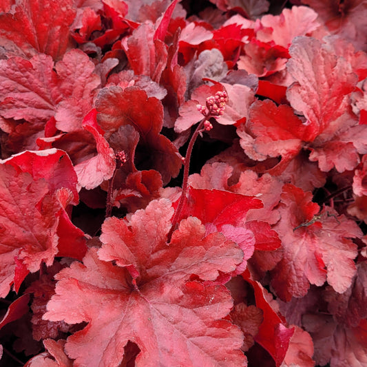 Heuchera 'Forever Red'