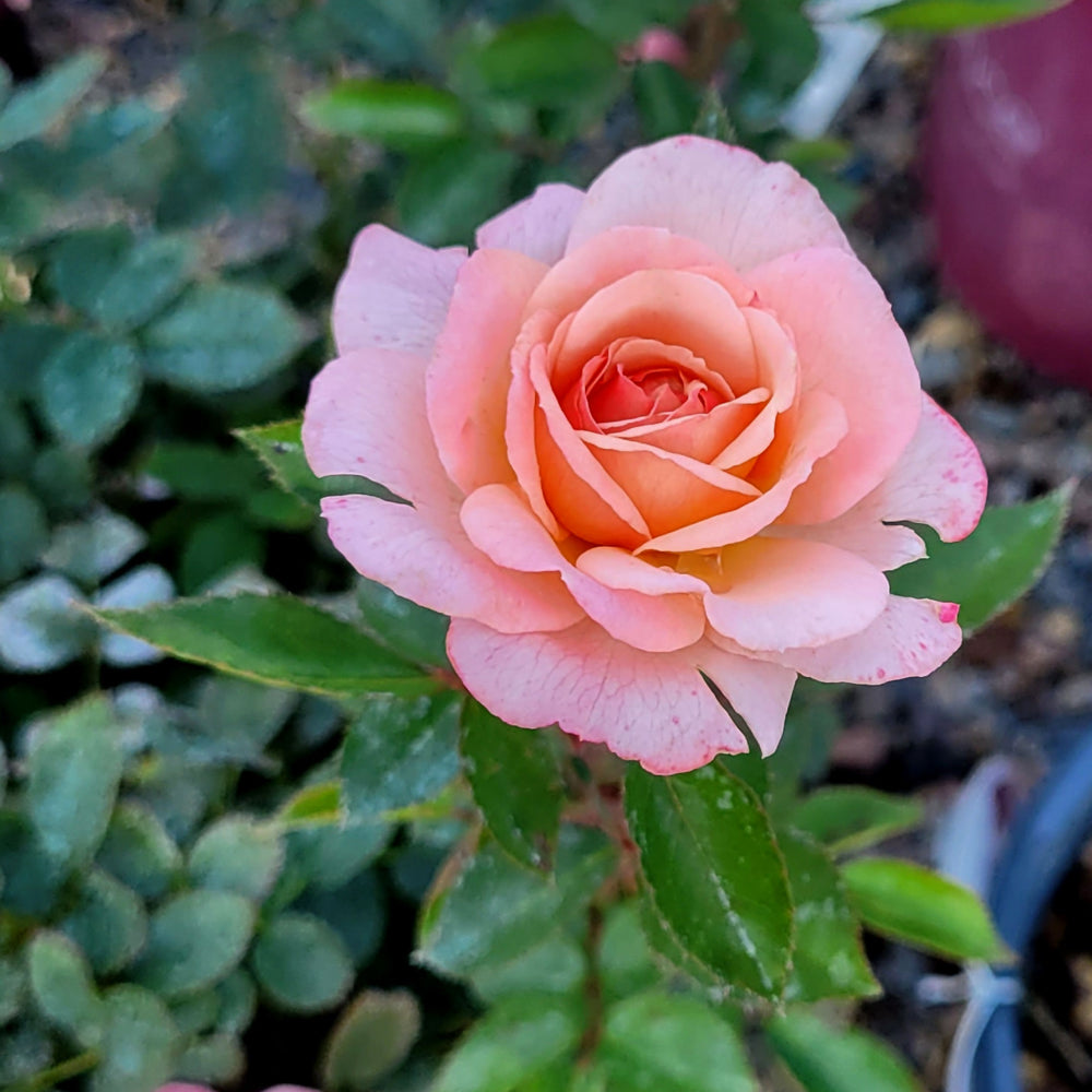 Rosa 'BAIypso'