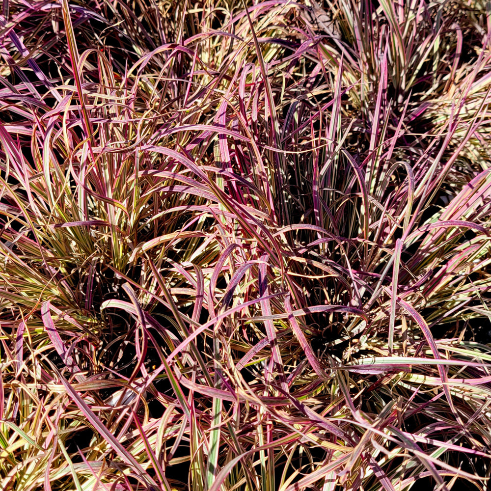 Shining Star™ Bluestem