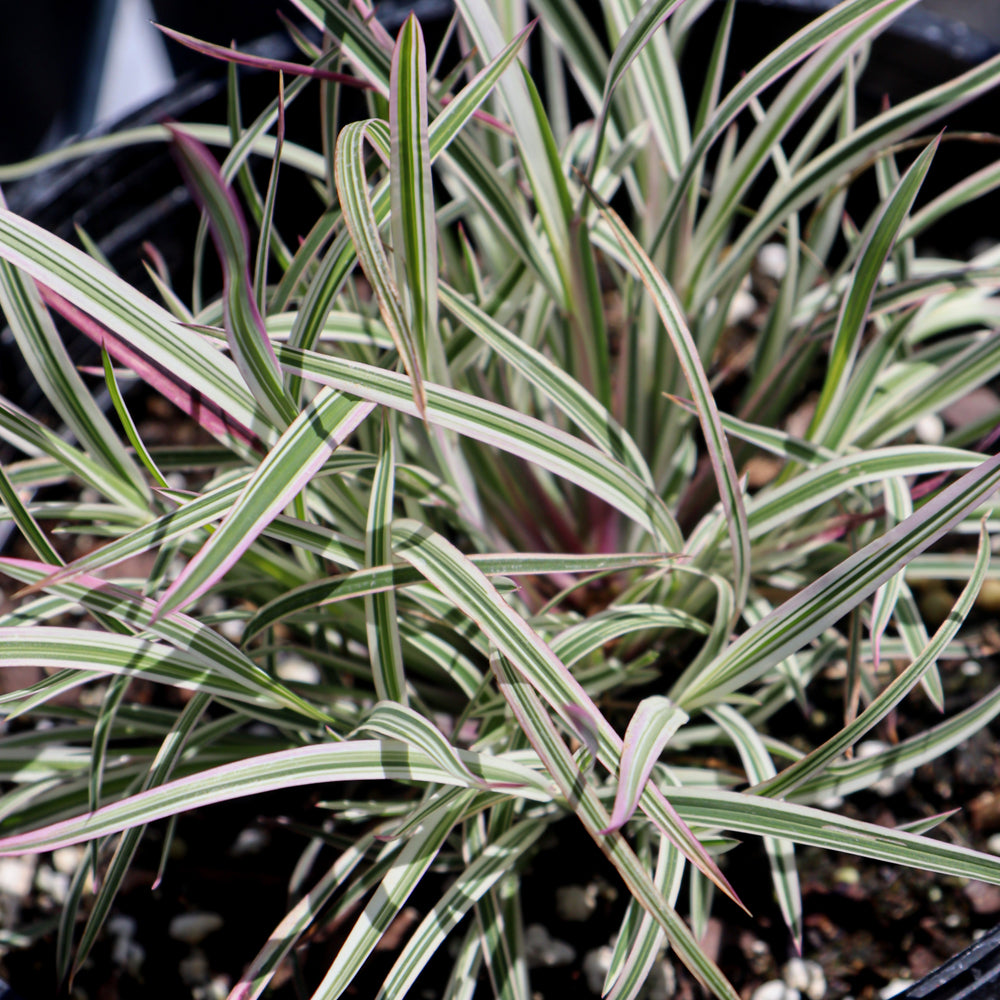 Schizachyrium scoparium 'Chameleon'