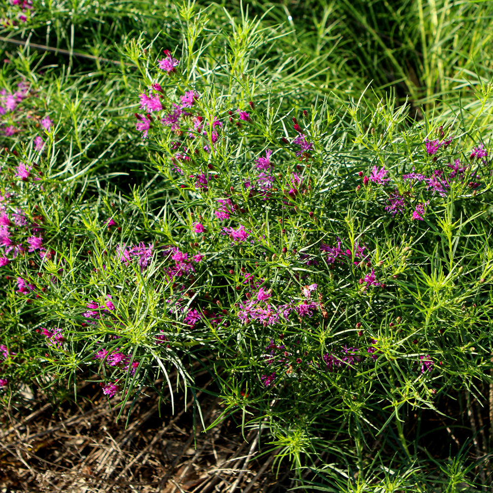 Iron Butterfly Ironweed