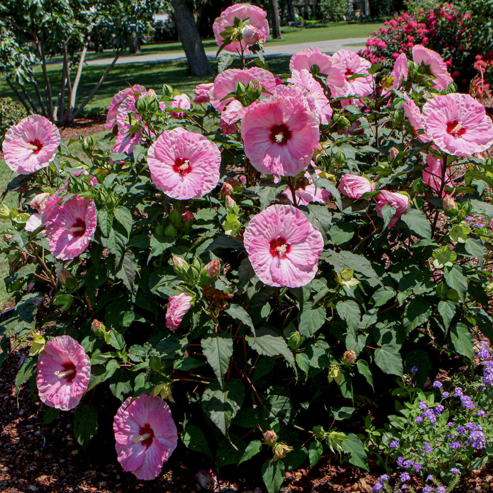 Summerific® Spinderella Hibiscus