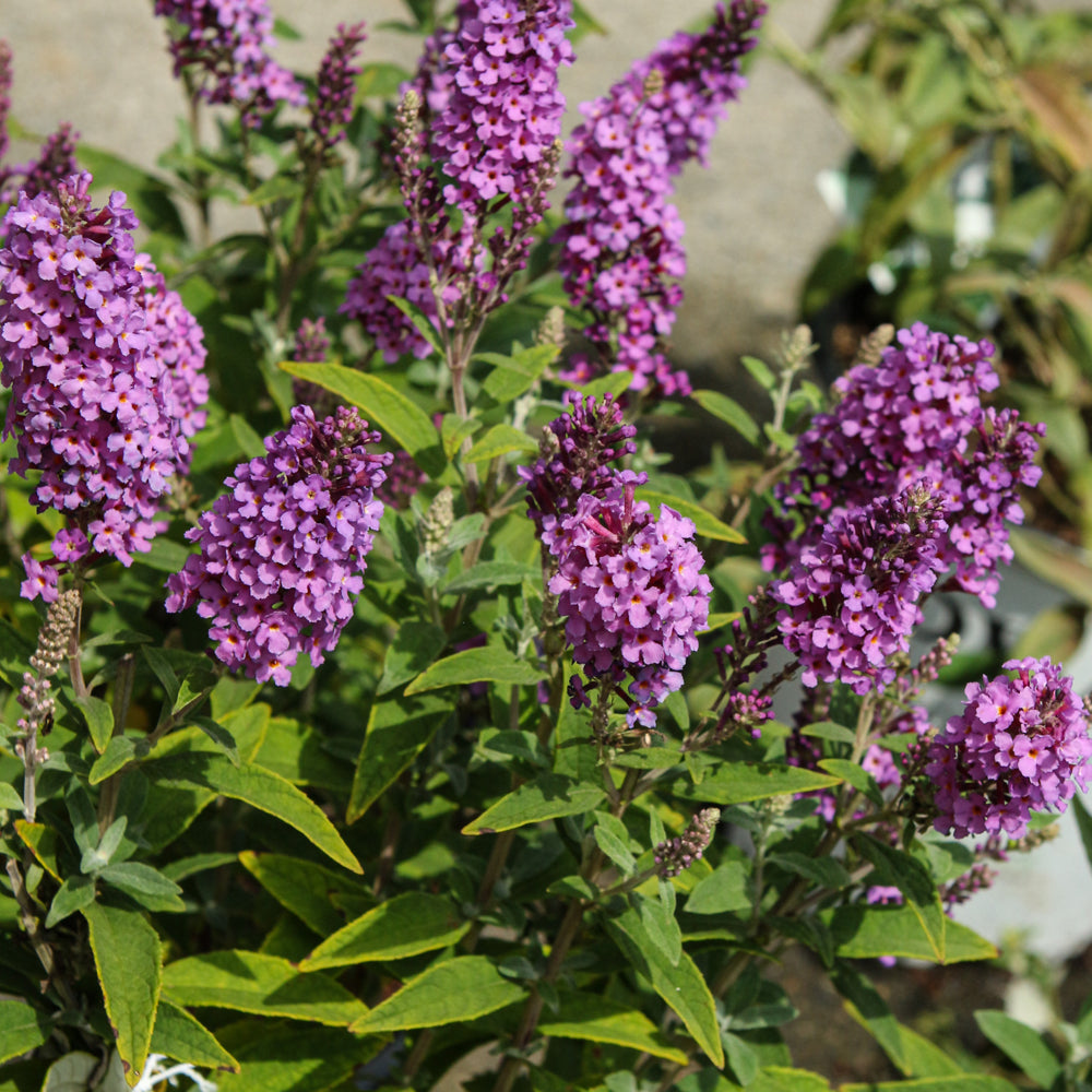 Buddleia 'PODvb3-30'