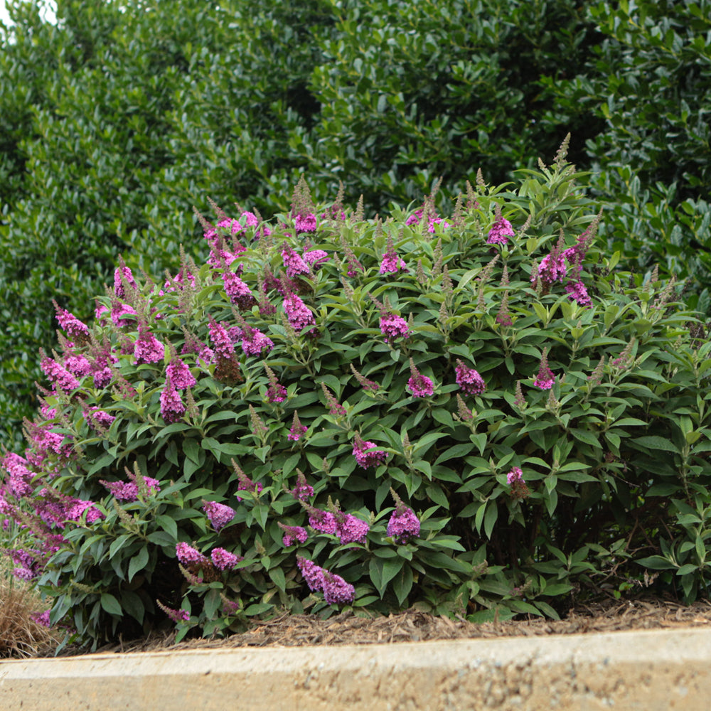 Birthday Cake™ Butterfly Bush