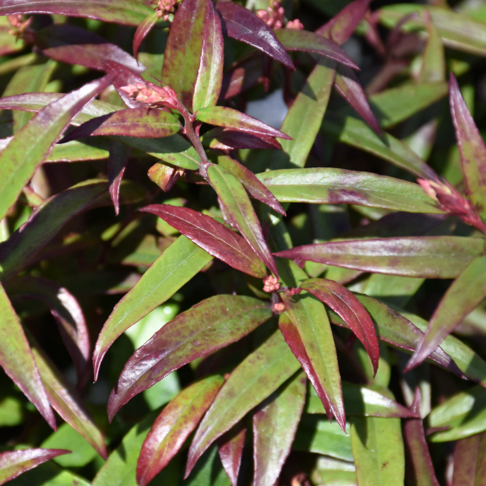 Leucothoe axillaris 'Squazam'