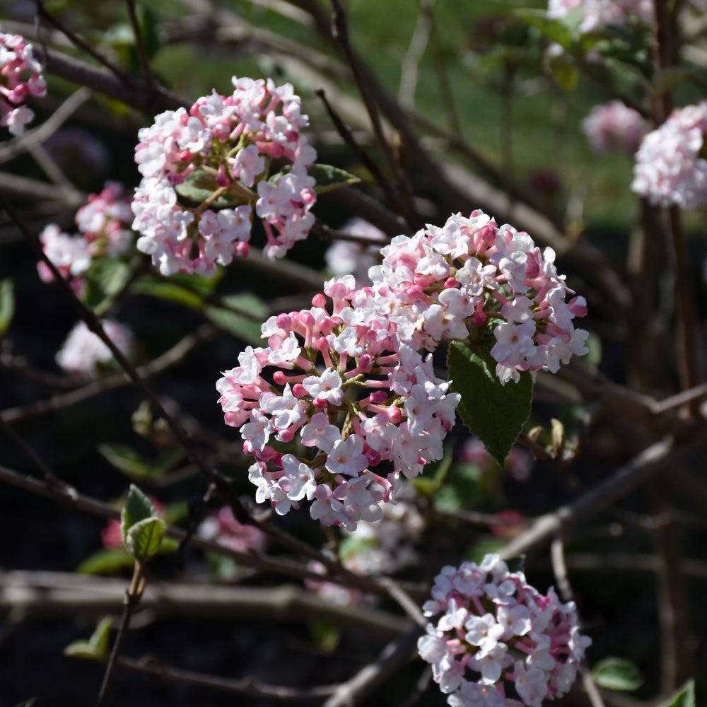 Koreanspice Viburnum