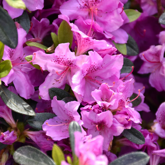 Rhododendron 'Karen'