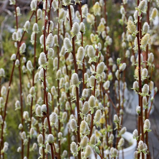 Salix discolor