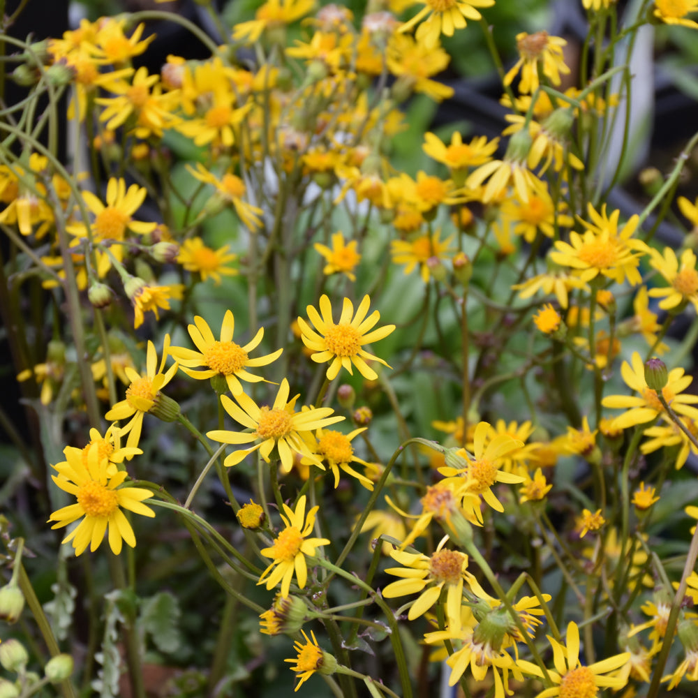 Golden Ragwort