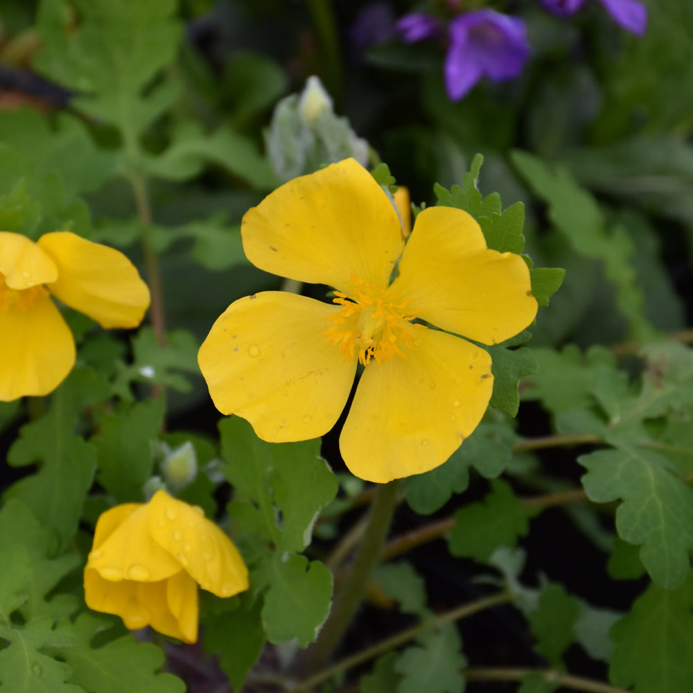 Celandine Poppy