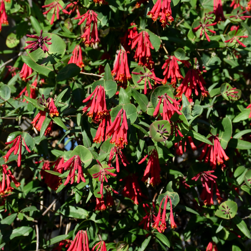 Major Wheeler Coral Honeysuckle