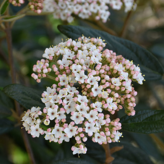 Viburnum x pragense