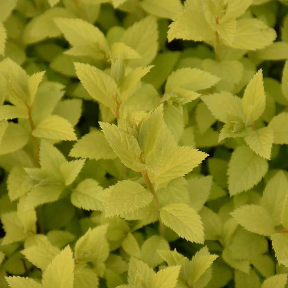 Double Play® Gold Spirea