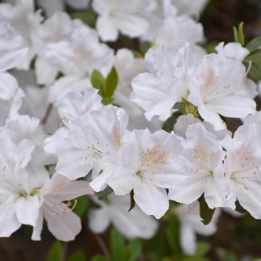 Rhododendron 'Delaware Valley White'