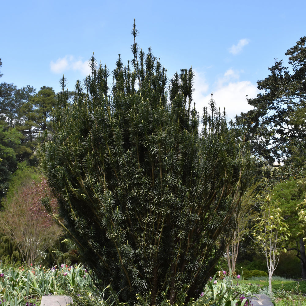 Upright Japanese Plum Yew