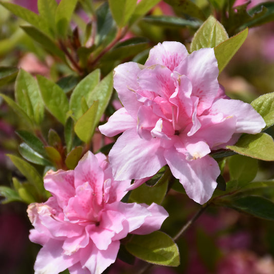 Rhododendron 'Roblec'