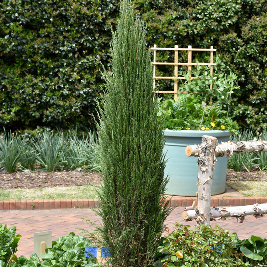 Juniperus scopulorum 'Blue Arrow'