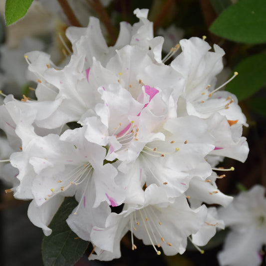 Rhododendron 'Roblex'