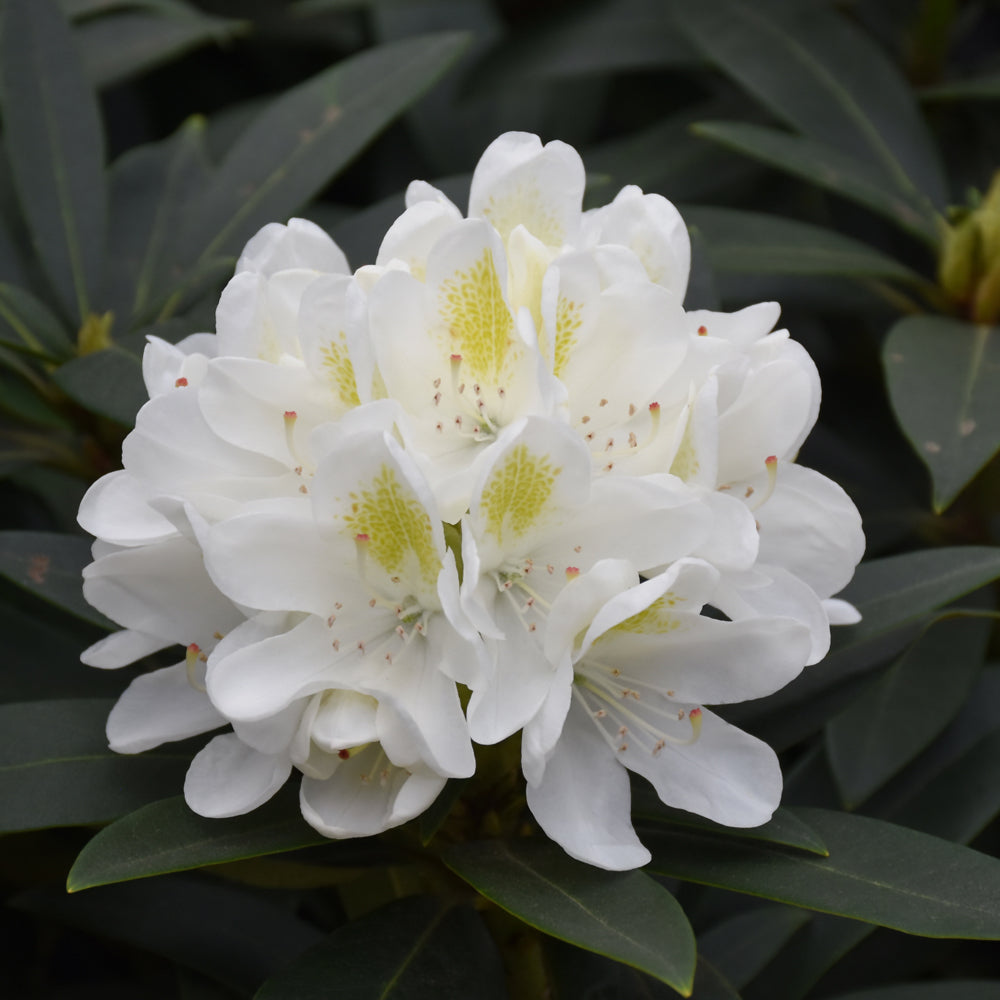 Rhododendron catawbiense 'Chionoides'