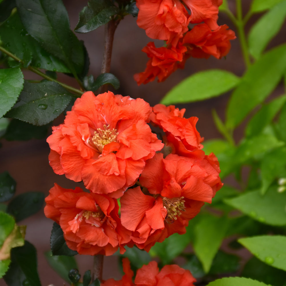 Chaenomeles speciosa 'Orange Storm'