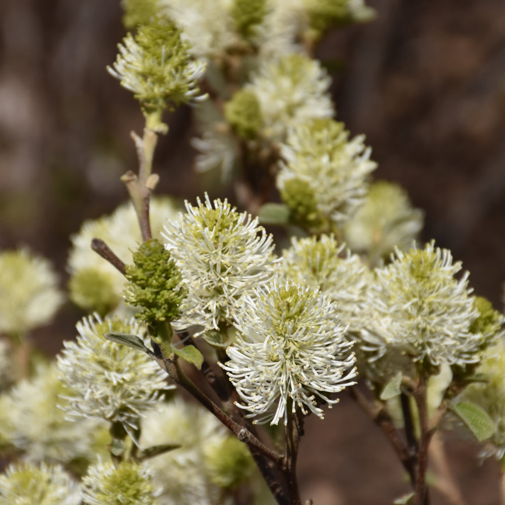 Fothergilla major 'Mt. Airy'