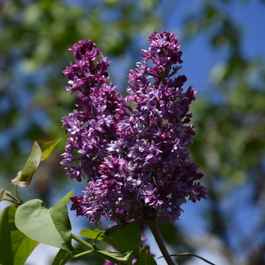 Syringa x hyacinthiflora 'Royal Purple'