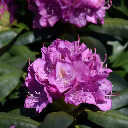 Rhododendron catawbiense 'Roseum Elegans'
