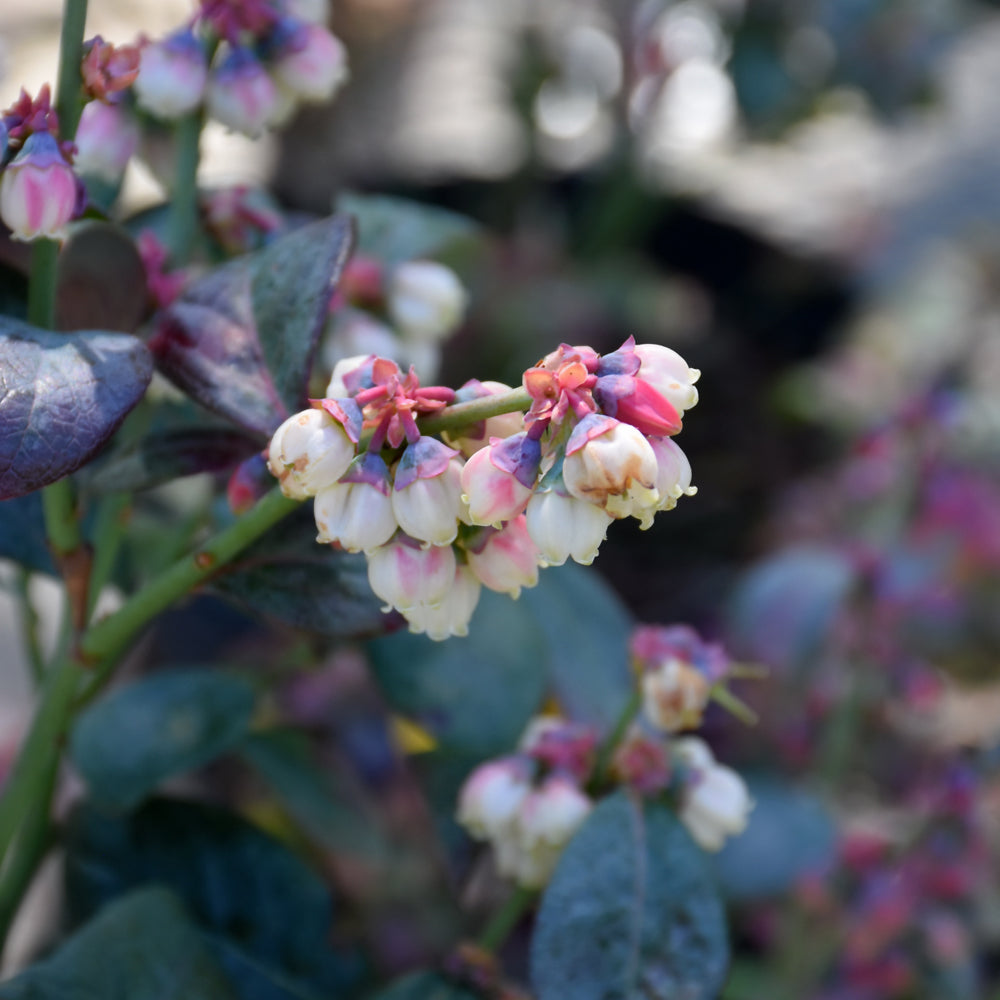 Pink Icing® Blueberry