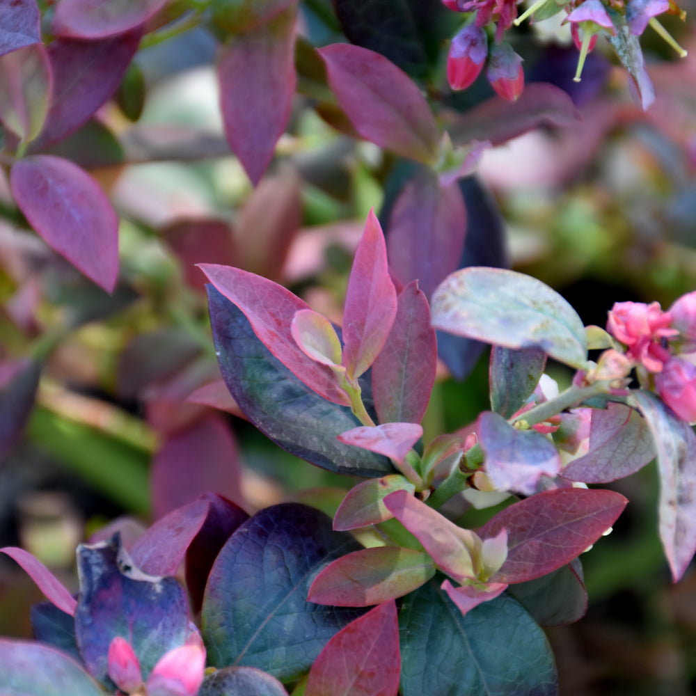 Pink Icing® Blueberry