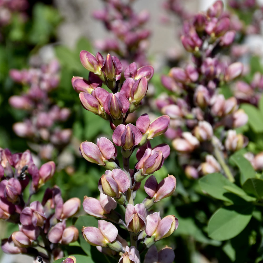 Baptisia 'Pink Truffles'